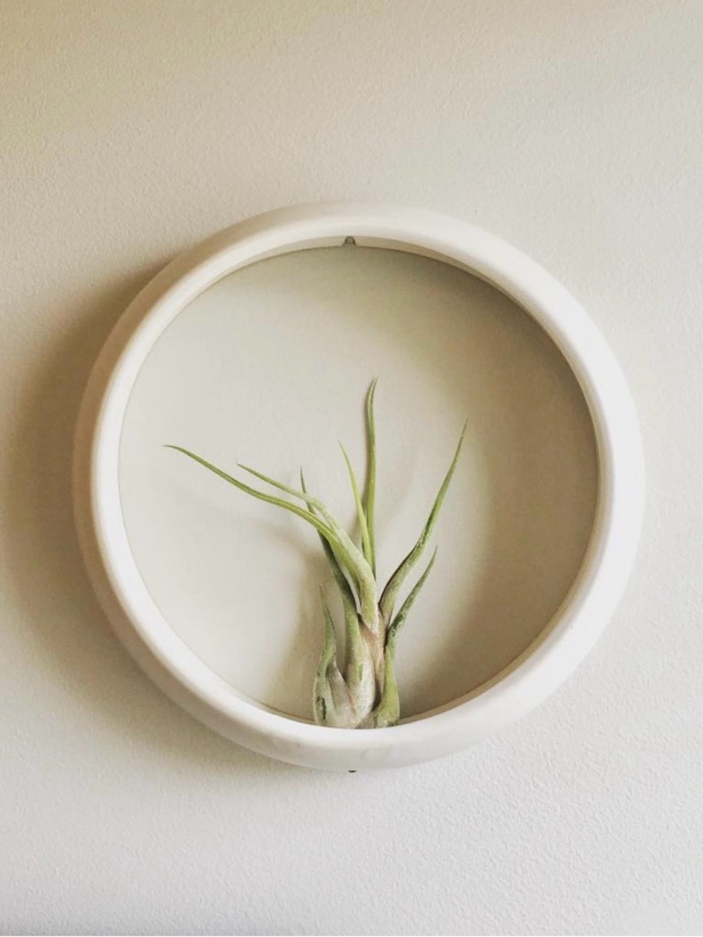 MOVING SALE | Handmade Ceramic Air Plant Holder, Ready To Hang